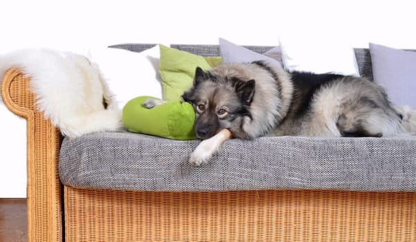 Dog on sofa with cushion