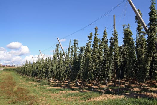Hop cultivation in Dere Holledau