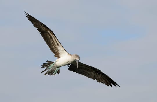 The booby observes a fish before it dives