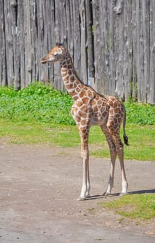 Giraffe, Giraffa Camelopardalis (Kingdom Animalia, Phylum Chordata, Class Mammalia, Order Artiodactyla, Family Giraffidae)