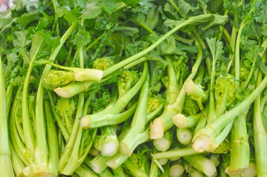 Rapini aka Broccoli Rabe Raap Raab, Broccoletti Broccoli Rape, Cime di Rapa, Rappi Friarielli