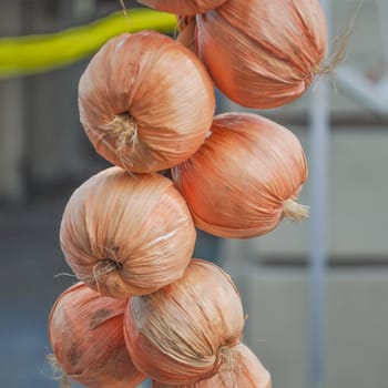 Onion (Allium cepa) also known as garden or bulb onion