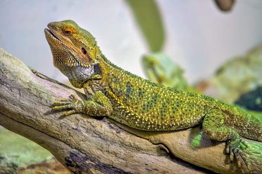 Chameleon lizard of the family of Chamaeleonidae