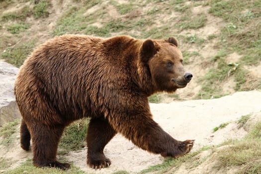 Kodiak