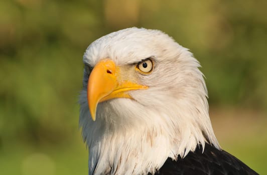 Heraldic bird