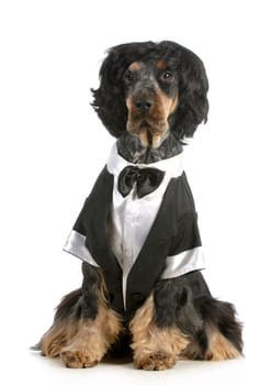 handsome dog - english cocker spaniel dressed up in tuxedo sitting isolated on white background