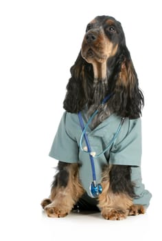 veterinary care - english cocker spaniel dressed up like a veterinarian isolated on white background