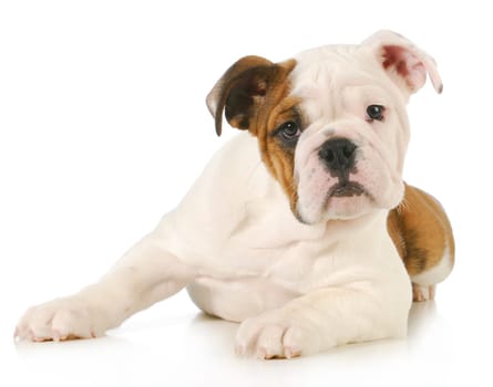 cute puppy - english bulldog puppy laying down looking at view on white background