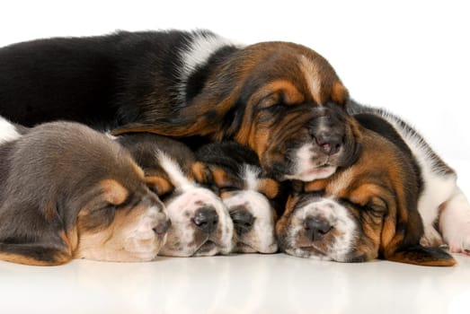 pile of puppies - litter of basset hound puppies - 3 weeks old