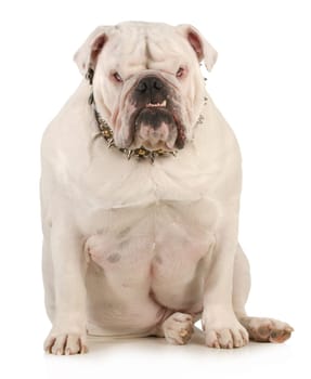 guard dog - english bulldog wearing spiked collar with intimidating expression on white background