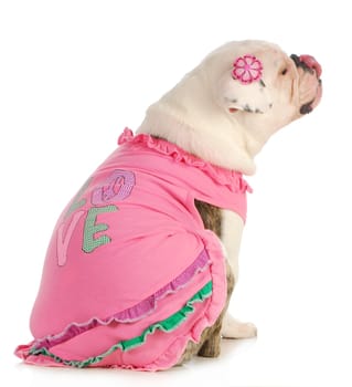 puppy love - english bulldog wearing pink dog sweater isolated on white background