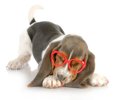 puppy love - basset hound puppy wearing heart shaped glasses - 8 weeks old