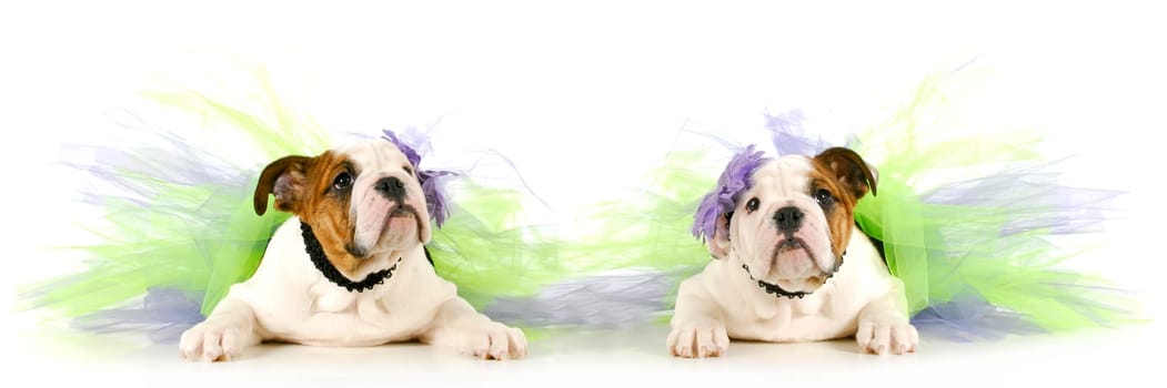 tutu babies - two english bulldog puppies wearing tutu's on white background