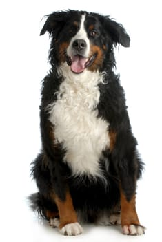 bernese mountain dog sitting looking at viewer isolated on white background