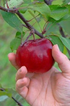 Harvesting apples - apple harvest 04