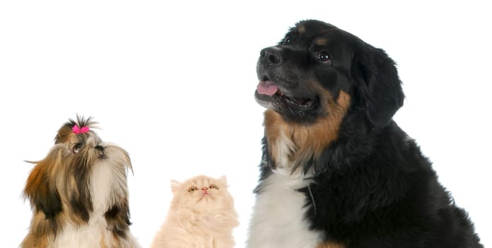 curious pets - two dogs and a cat looking up on white background