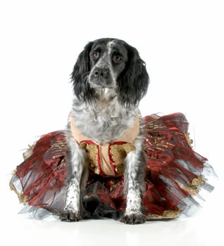 female dog - english cocker spaniel cross wearing ballet tutu on white background
