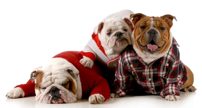 dog family - english bulldog father mother and daughter wearing clothing isolated on white background