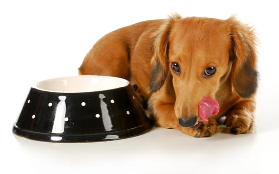 feeding the dog - miniature dachshund licking lips after eating isolated on white background