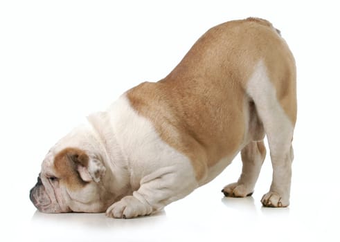 dog bowing - english bulldog with head down and bum up isolated on white background