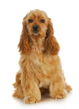 cocker spaniel sitting looking at viewer isolated on white background