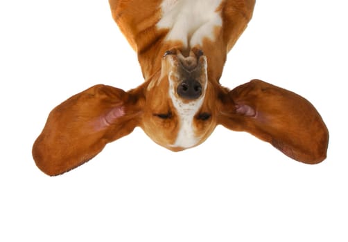 basset hound upside down with ears out listening isolated on white background