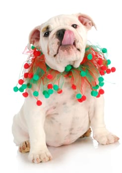 christmas puppy - english bulldog puppy wearing red and green scarf on white background