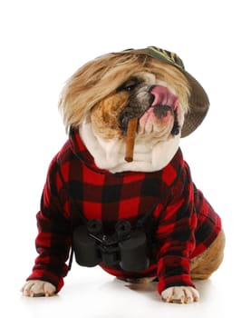 hunting dog - english bulldog smoking cigar and wearing binoculars and hunting sweater isolated on white background