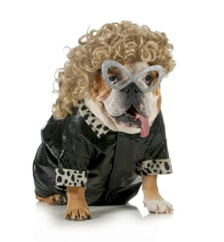 female dog - english bulldog wearing blonde wig and black leather coat isolated on white background