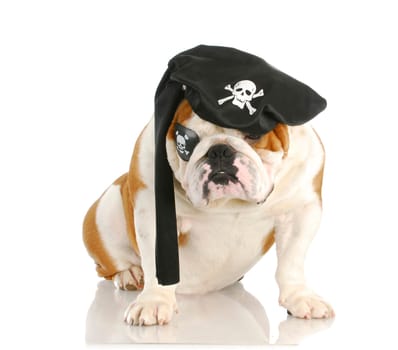 pirate - english bulldog wearing pirate costume isolated on white background