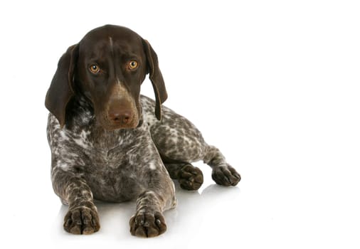 hunting dog - german shorthaired pointer laying down isolated on white background