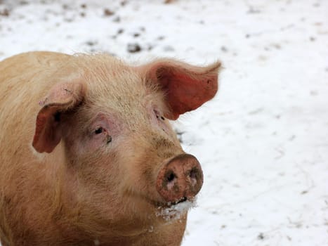 Grazing pig in the snow