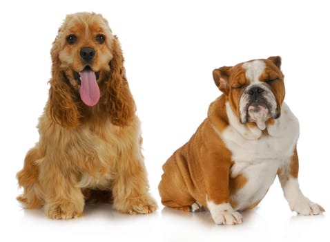 two dogs - american cocker spaniel and english bulldog sitting beside each other on white background