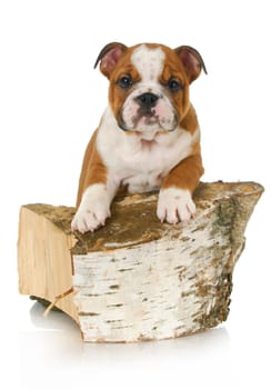 active puppy - english bulldog puppy climbing on a piece of wood on white background