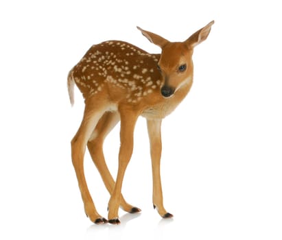 fawn - white-tail standing isolated on white background