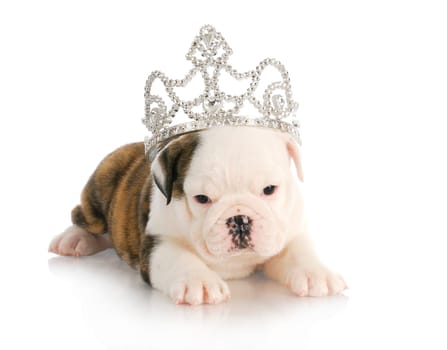 puppy princess - english bulldog puppy wearing tiara - 6 weeks old