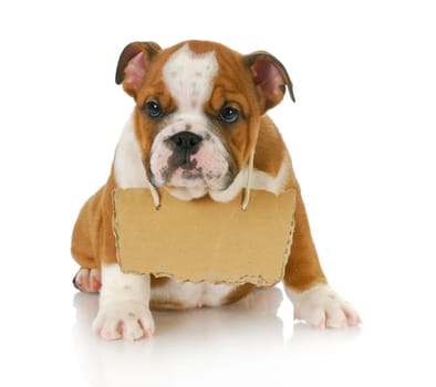 puppy with a message - english bulldog puppy with a sign around his neck on white background 8 weeks old