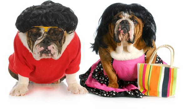 dog husband and wife - english bulldog man and woman wearing clothing isolated on white background
