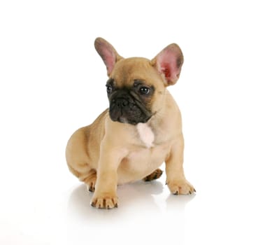 cute puppy - french bulldog sitting on white background - 8 weeks old