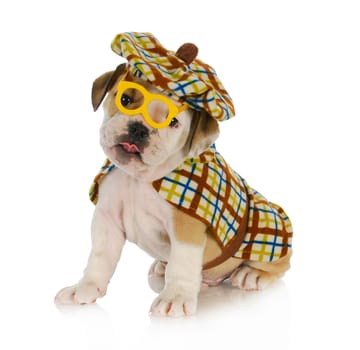 puppy detective - english bulldog puppy dressed up like a detective on white background