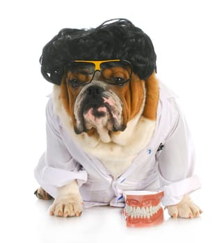 dog dentistry - english bulldog dentist in lab coat with teeth