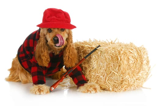 hunting dog - cocker spaniel wearing plaid shirt and red hat with rifle sitting beside bale of straw