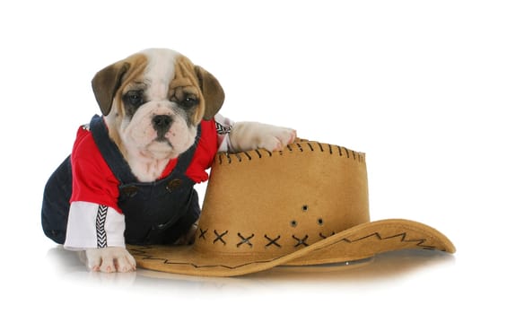 country dog - english bulldog puppy dressed up in jeans sitting beside western hat on white background