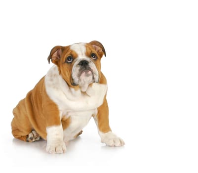 guilty looking puppy - english bulldog puppy looking up with guilty expression
