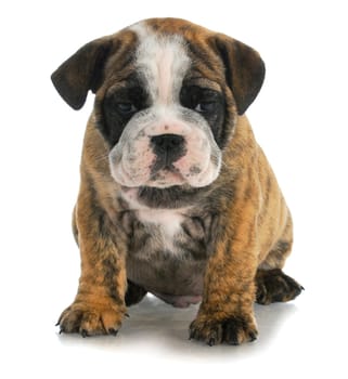 cute puppy - bulldog sitting on white background - 8 weeks old