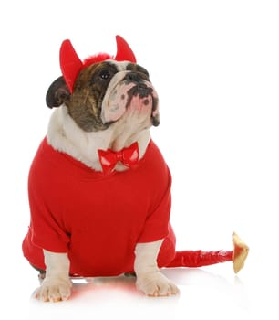 bad dog  - english bulldog dressed up like a devil looking up isolated on white background