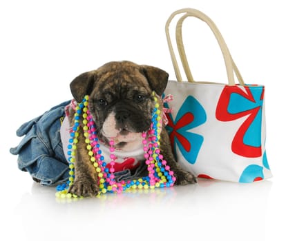 female puppy - english bulldog female puppy dressed up with purse isolated on white background