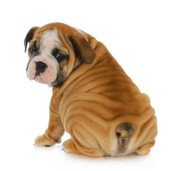 cute puppy - english bulldog puppy looking over shoulder 8 weeks old