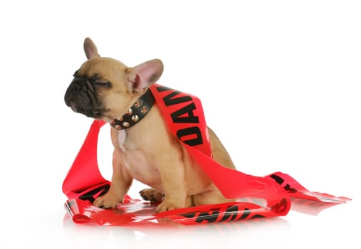 naughty dog - french bulldog with silly expression wrapped in danger tape - 8 weeks old