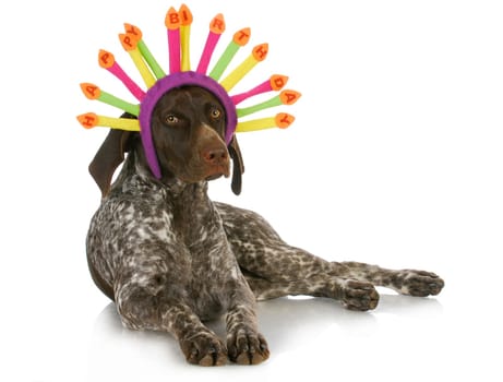 birthday dog - german short haired pointer wearing a birthday hat on white background